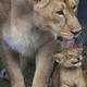 Illustration for article titled ZOMG CUTE BABY ANIMAL ROUND-UP!!!